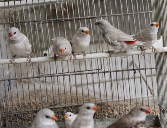 Giovani Diamante Guatato