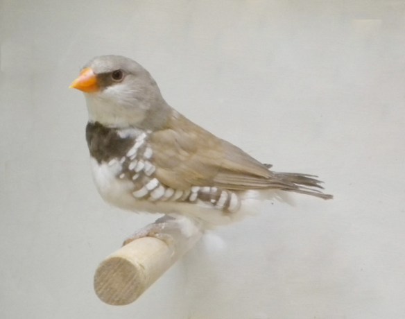 Diamante Guttato bruno becco e codione giallo