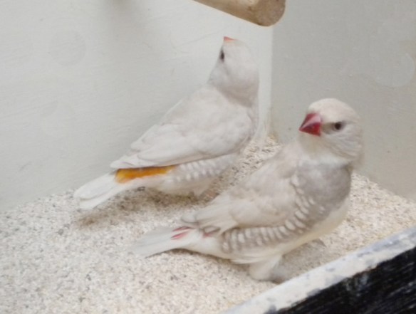 opale becco e codione giallo e opale a confronto