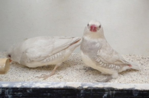 Diamante guttato opale (coppia)