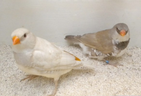 Opale e bruno becco e codione giallo