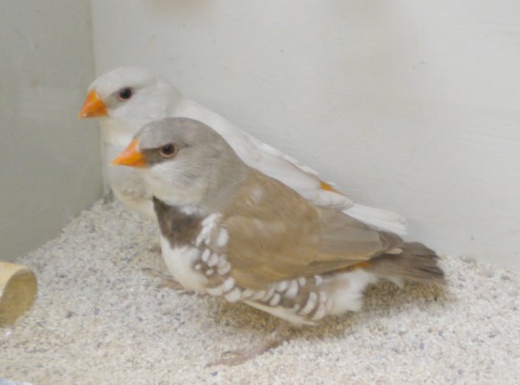 Opale e bruno becco e codione giallo