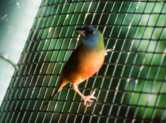 Diamante quadricolore (maschio)