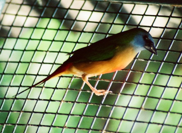 Diamante quadricolore (maschio)