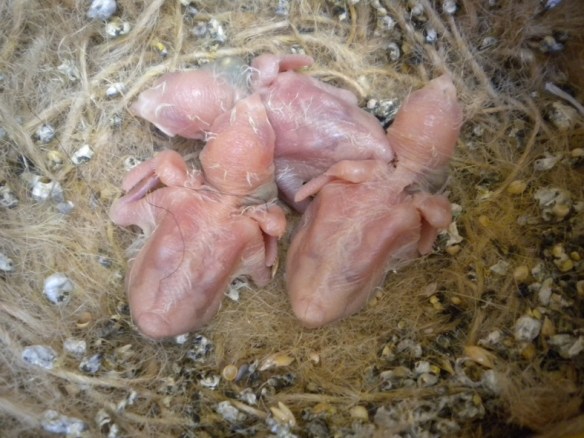 Tre gola tagliata albino ad una settimana di vita