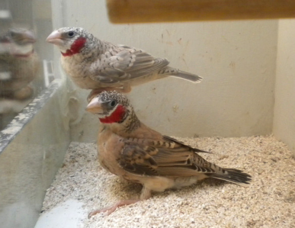 Gola tagliata opale e ancestrale (maschi)