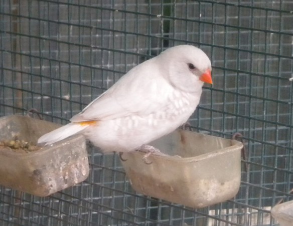 Diamante guttato opale