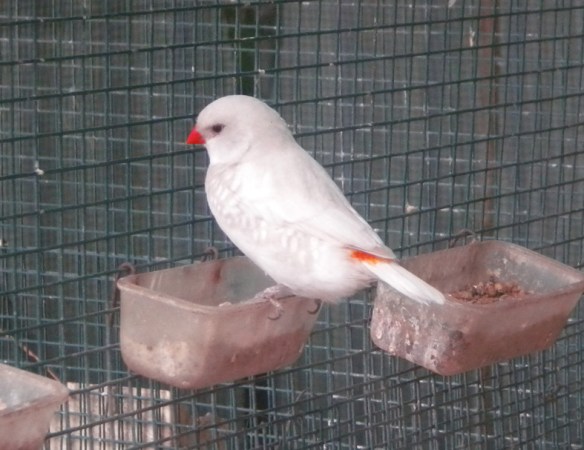 Diamante Guttato opale