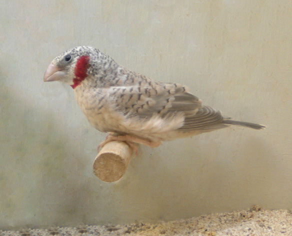 Gola tagliata opale (maschio)