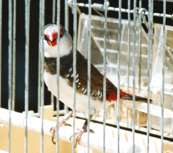 Diamante Guttato pastello