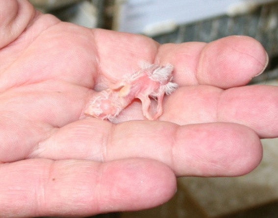 Gola tagliata albino appena nato