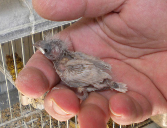 Pulcino di gola tagliata opale