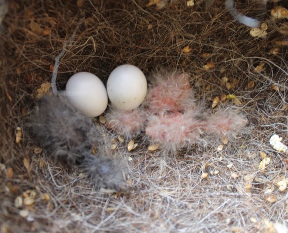 Due pulcini mutati bruno ed uno ancestrale appena nati