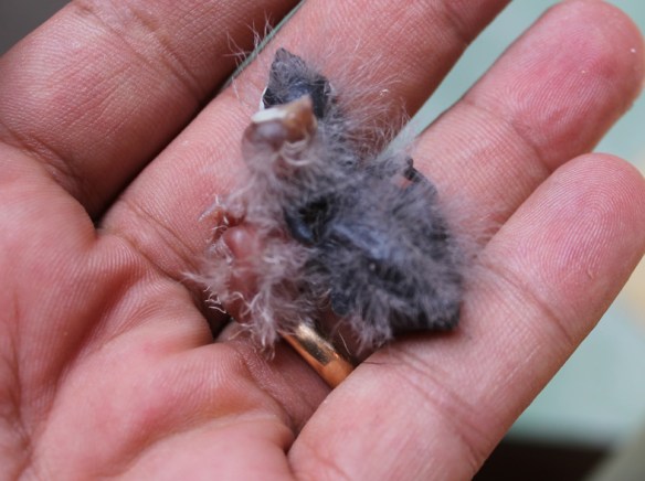 Pulcino bruno e ancestrale a pochi giorni di vita