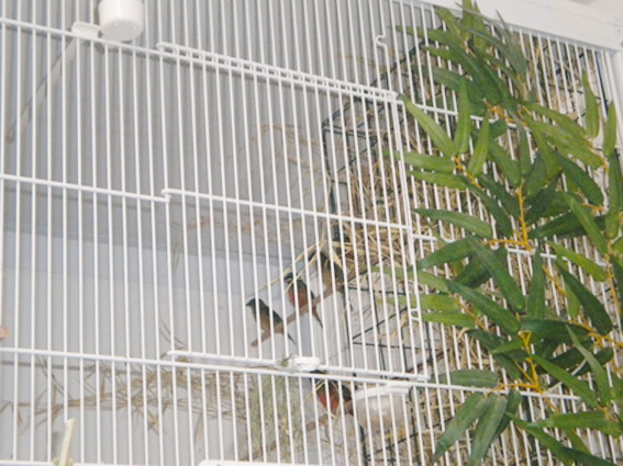 Voliera interna ambientata con tre coppie di quadricolore