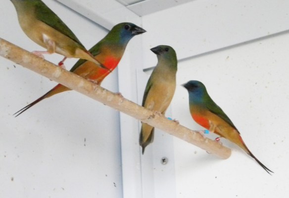 Diamante quadricolore (due coppie)