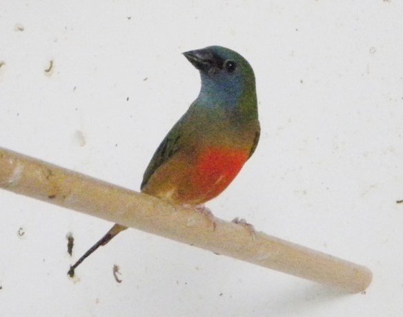 Diamante quadricolore (maschio)