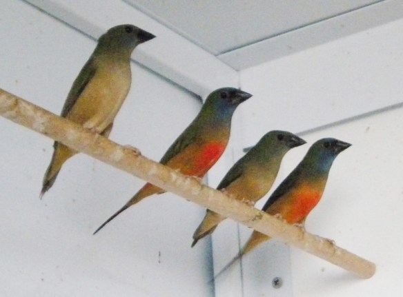 Diamante quadricolore (due coppie)