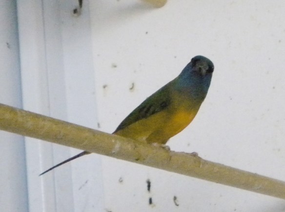 Diamante quadricolore ventre giallo (maschio)