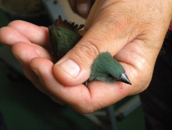Diamante quadricolore mutazione verde mare