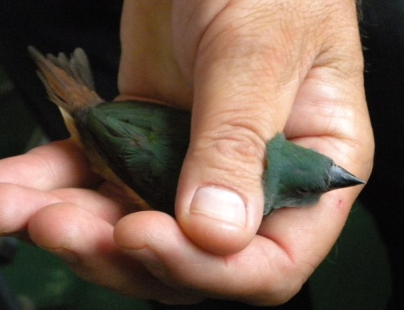 Diamante quadricolore mutazione verde mare (femmina)