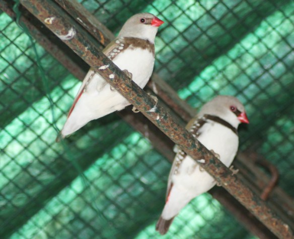 Bruno e bruno ventre scuro