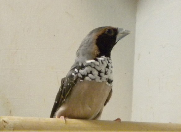 Donnacola petto bianco (maschio)