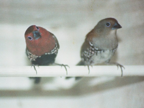 Amaranto di Verreaux (coppia)