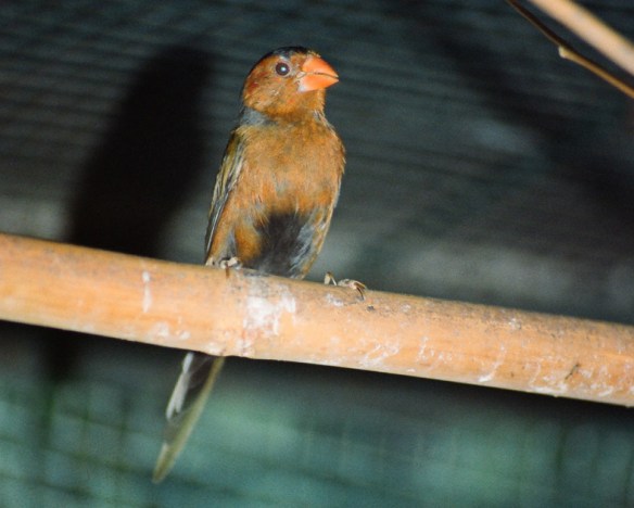 Diamante Fetonte giallo (maschio)