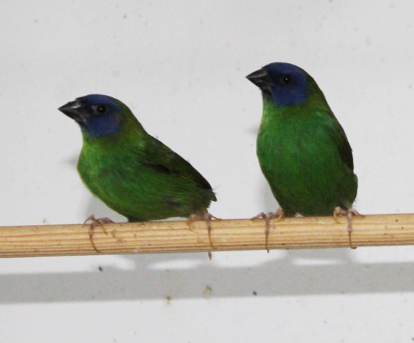 Diamante di Kittlitz (coppia)