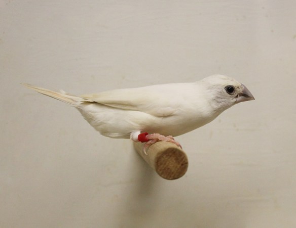 Becco di piombo opale pastello