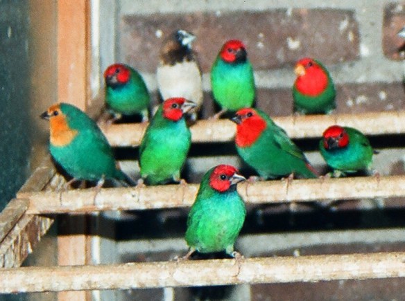 Diamante pappagallo acianico o 