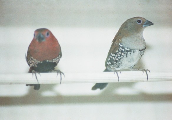 Amaranto di Verreaux (coppia)