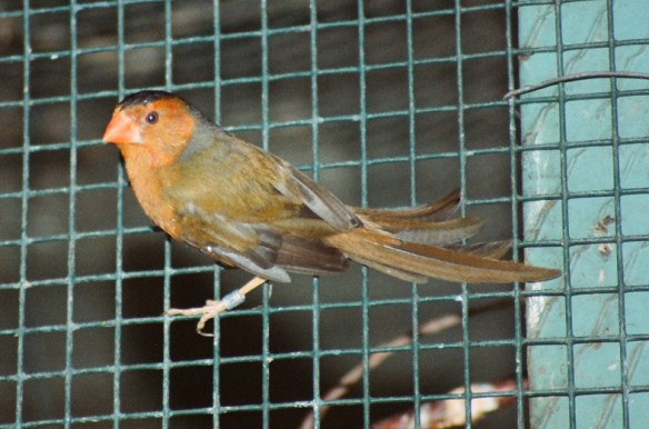 Diamante Fetonte giallo (maschio)