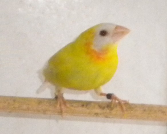 Diamante coloria lutino