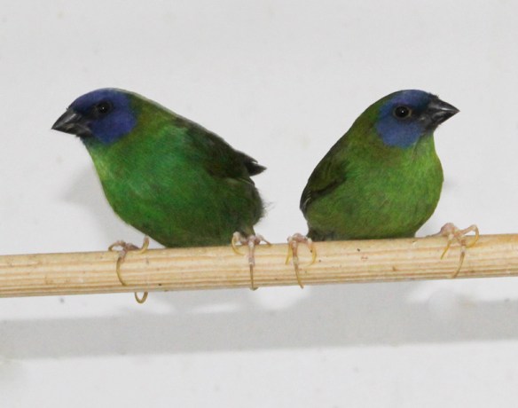 Diamante di Kittlitz (coppia)