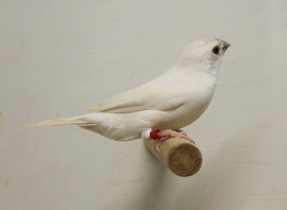 Becco di piombo opale pastello