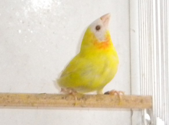 Diamante coloria lutino