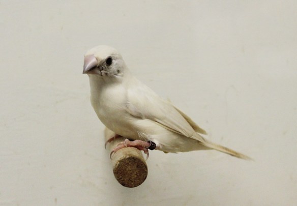 Becco di piombo opale pastello