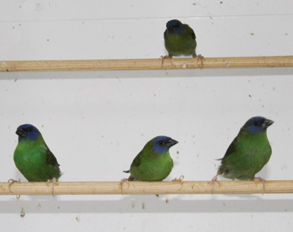 Diamante di Kittlitz (colonia di soggetti)