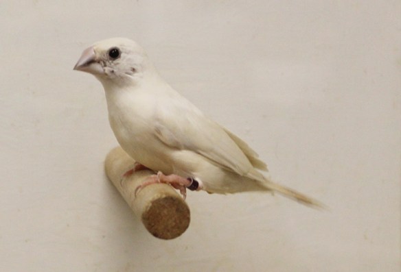 Becco di piombo opale pastello