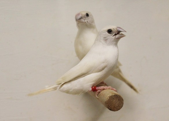 Becco di piombo opale pastello (coppia)