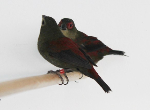 Astro montano di Reichenow (coppia)