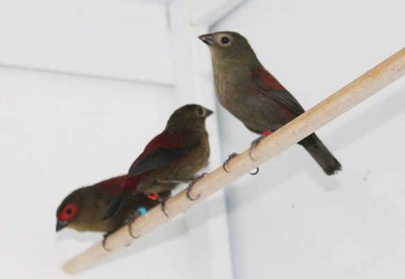 Astro montano di Reichenow (due femmine e un maschio)