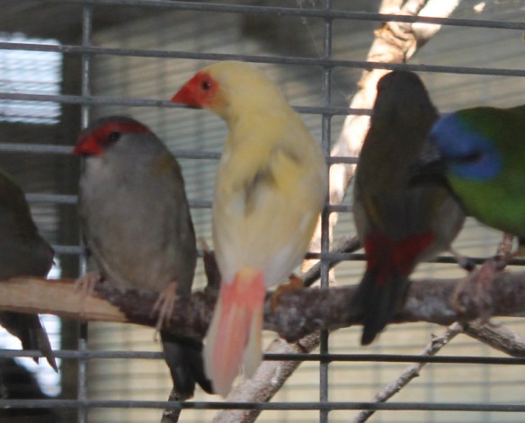 Acianico o pezzato completo (femmina)