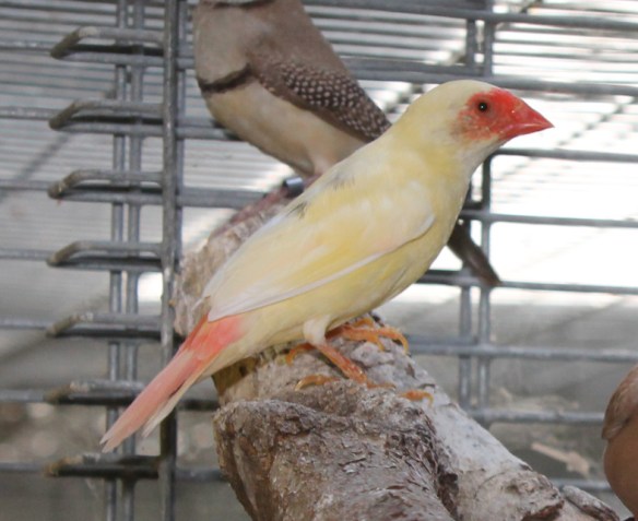 Acianico o pezzato completo (femmina)