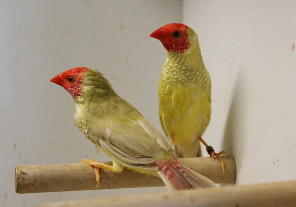 Diamante Codarossa agata (2 maschi)