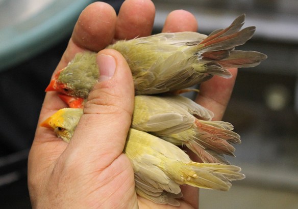 Diamante Codarossa agata testa gialla (femmina)