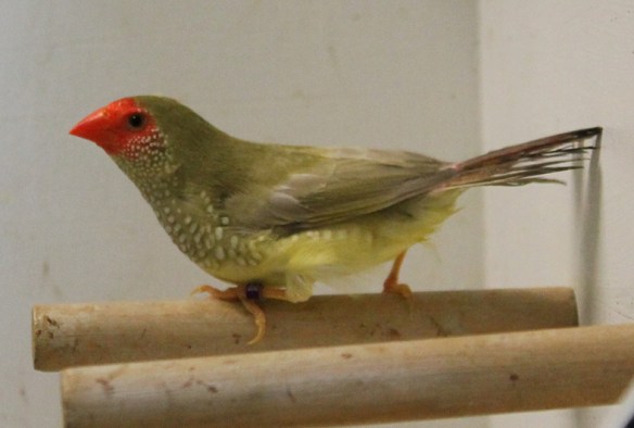 Diamante Codarossa agata (femmina)