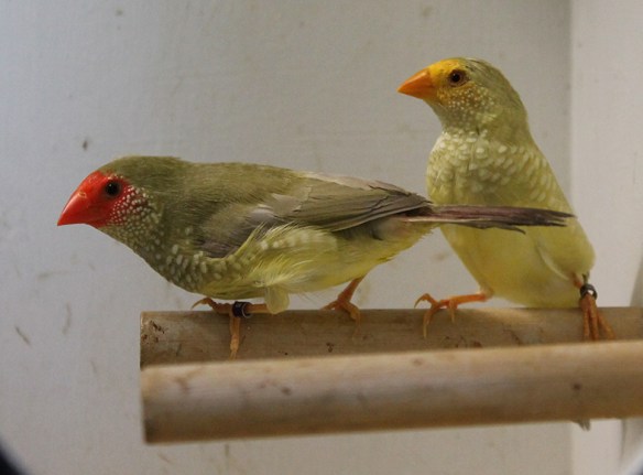 Diamante Codarossa agata e agata testa gialla (femmine)